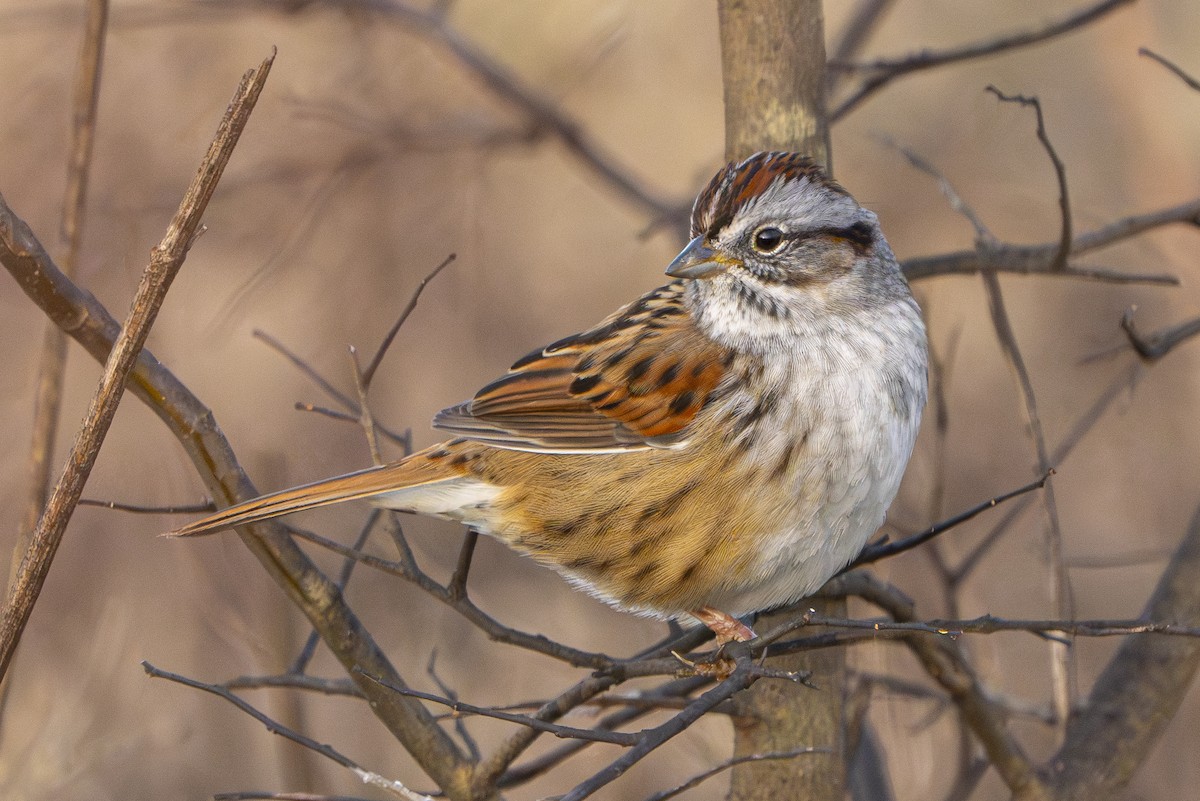 Swamp Sparrow - ML647290687