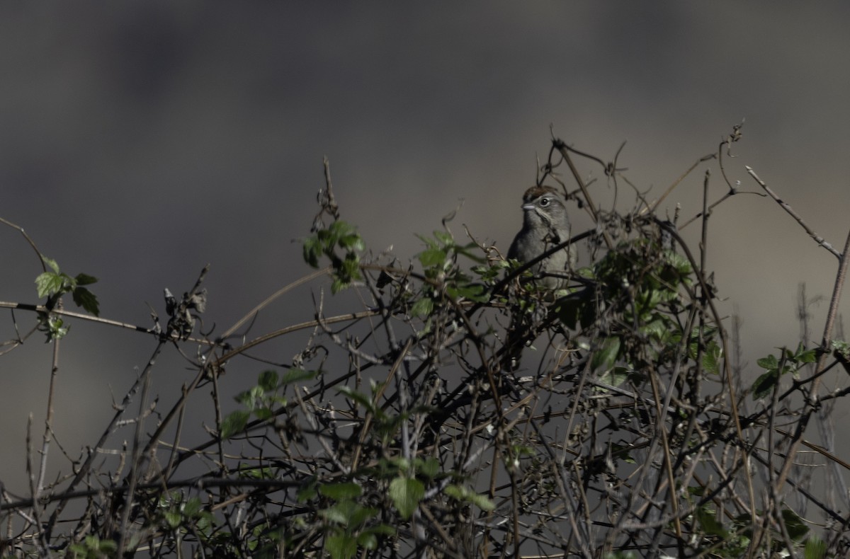 ズアカスズメモドキ - ML647290688