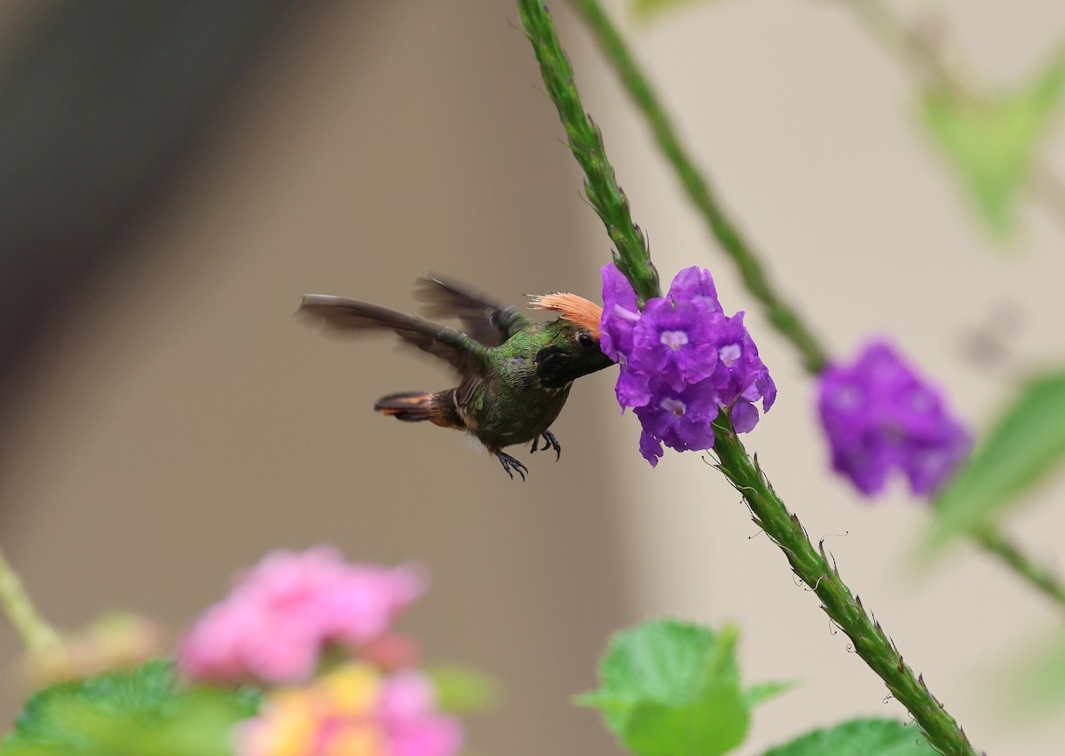 チャカザリハチドリ - ML647290692