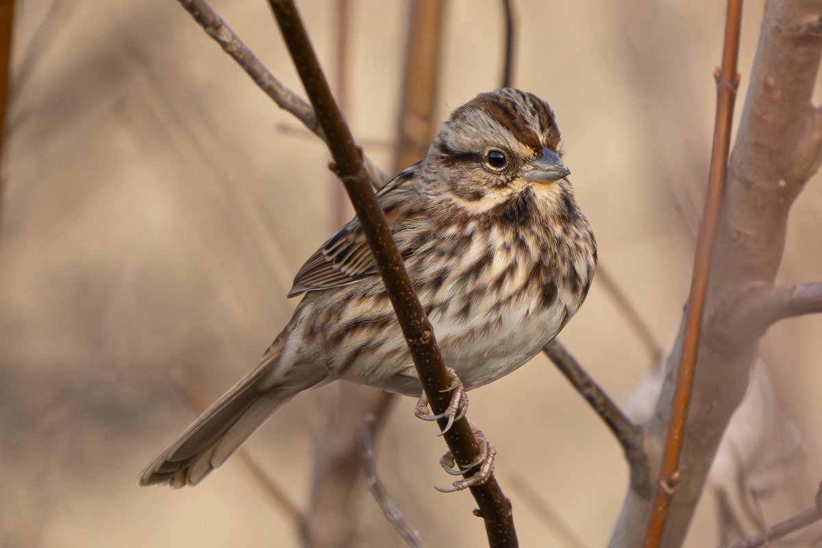 ウタスズメ - ML647290693