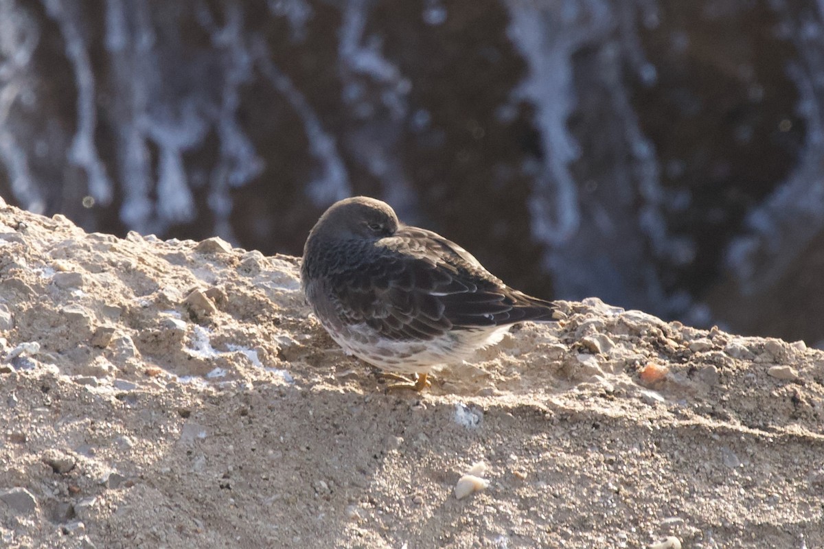 ムラサキハマシギ - ML647290697