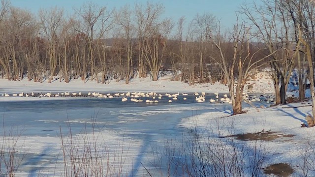 labuť trubač - ML647290698