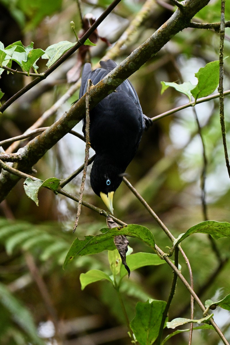 ヒゴシツリスドリ - ML647290699