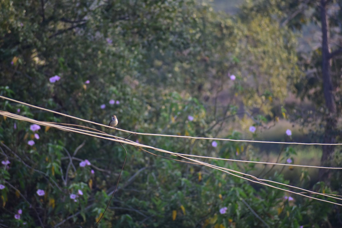 オガワコマドリ - ML647290700