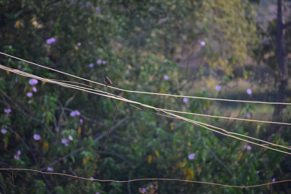 オガワコマドリ - ML647290701