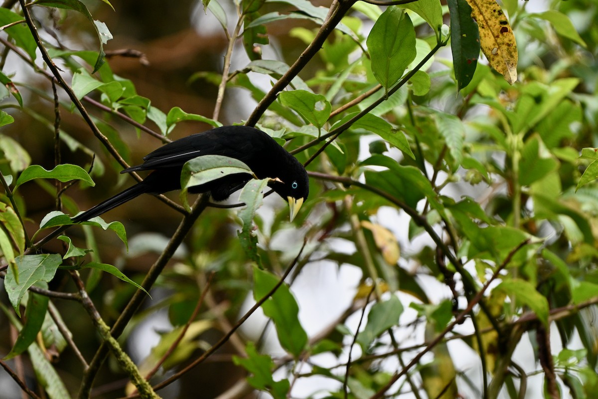 ヒゴシツリスドリ - ML647290703