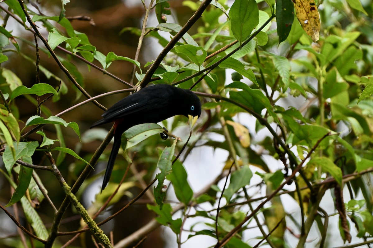 ヒゴシツリスドリ - ML647290704