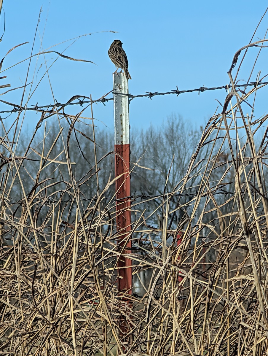 サバンナシトド - ML647290705