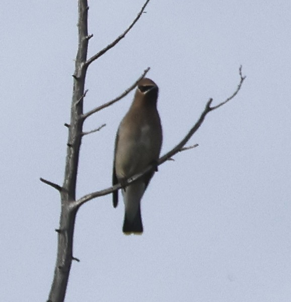 ヒメレンジャク - ML647290709