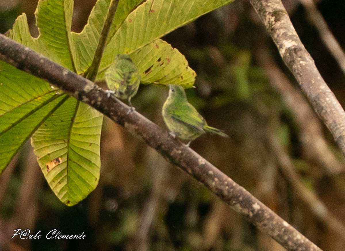 ゴマダラフウキンチョウ - ML647290710