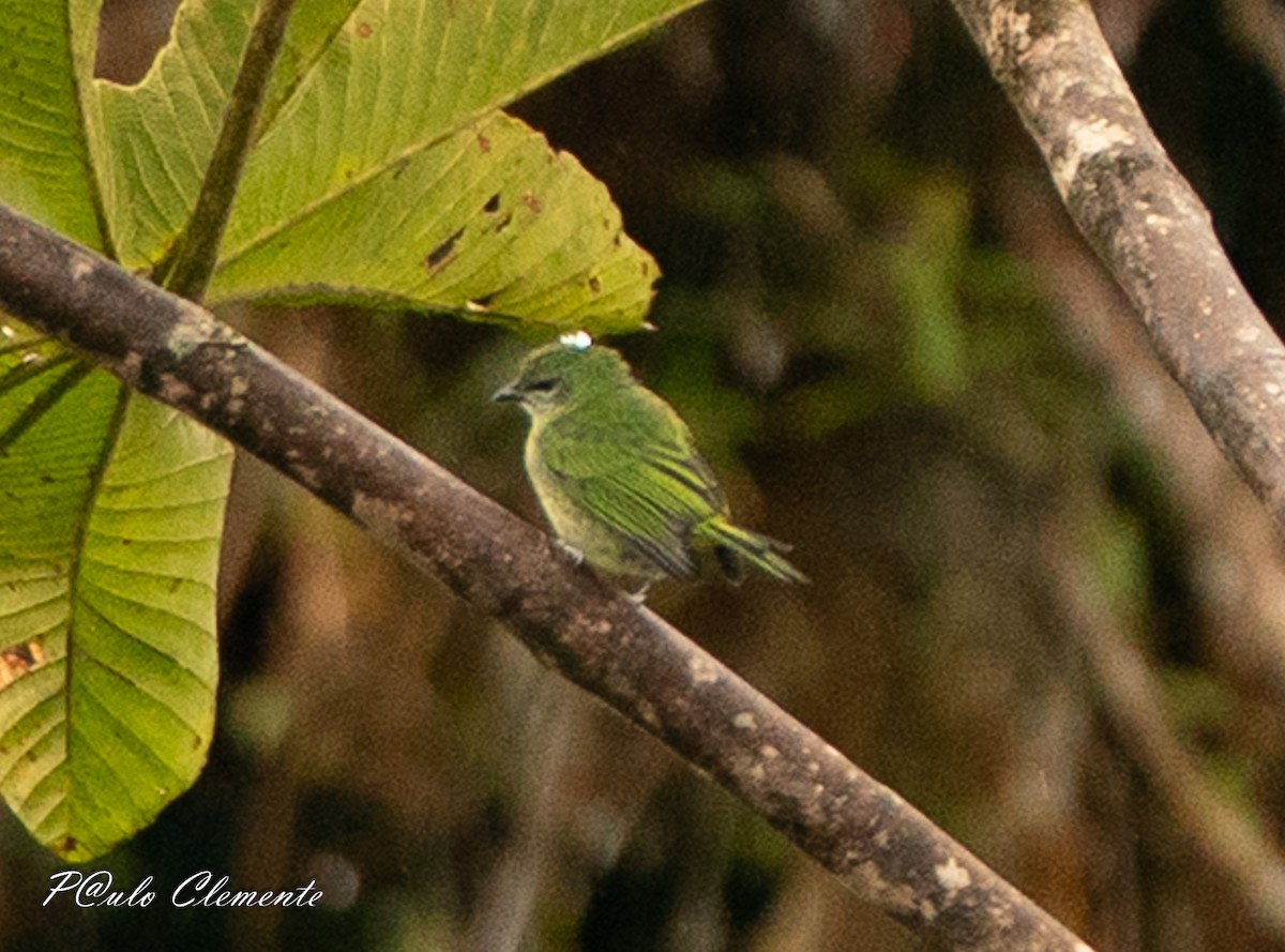 ゴマダラフウキンチョウ - ML647290711