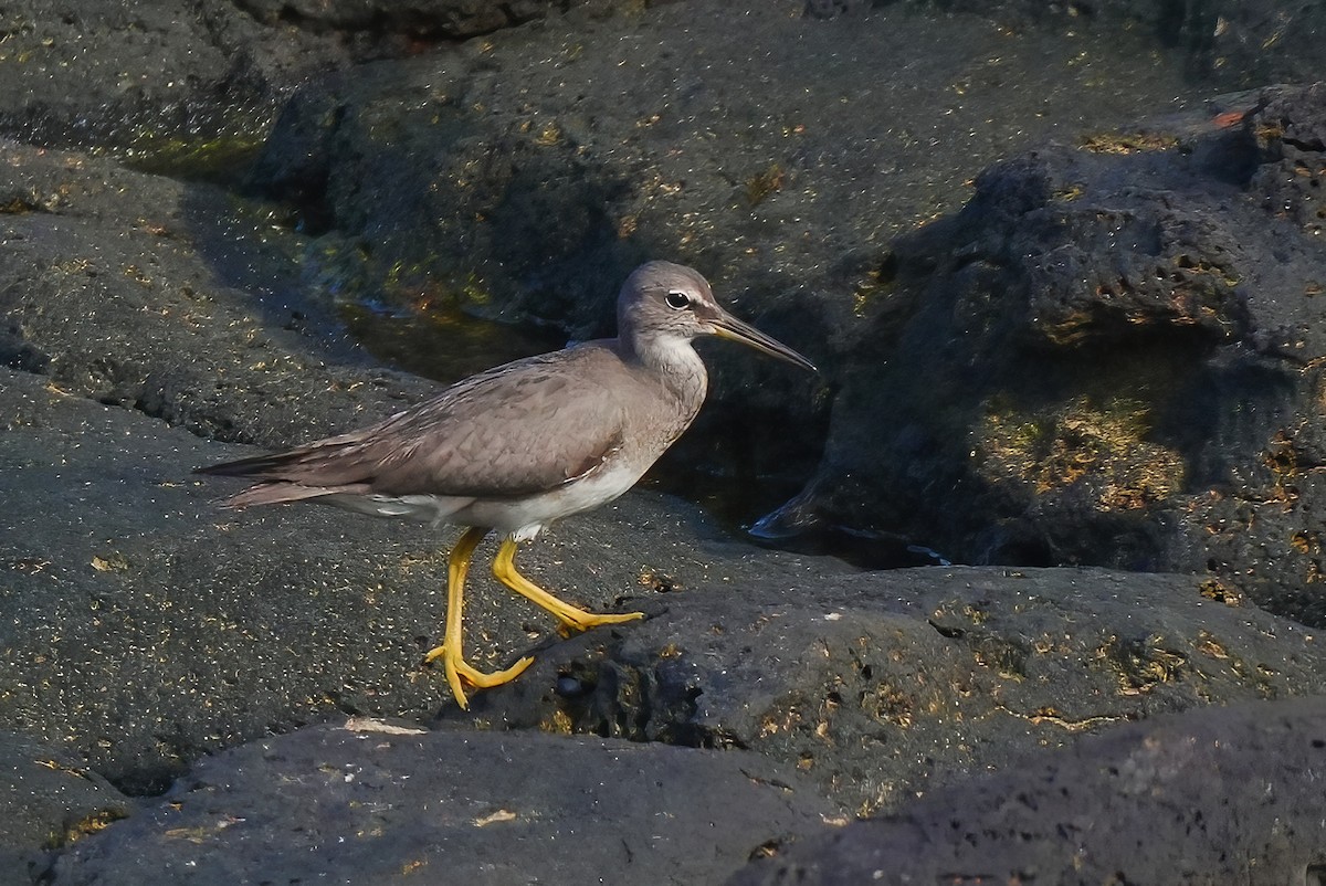 メリケンキアシシギ - ML647290712