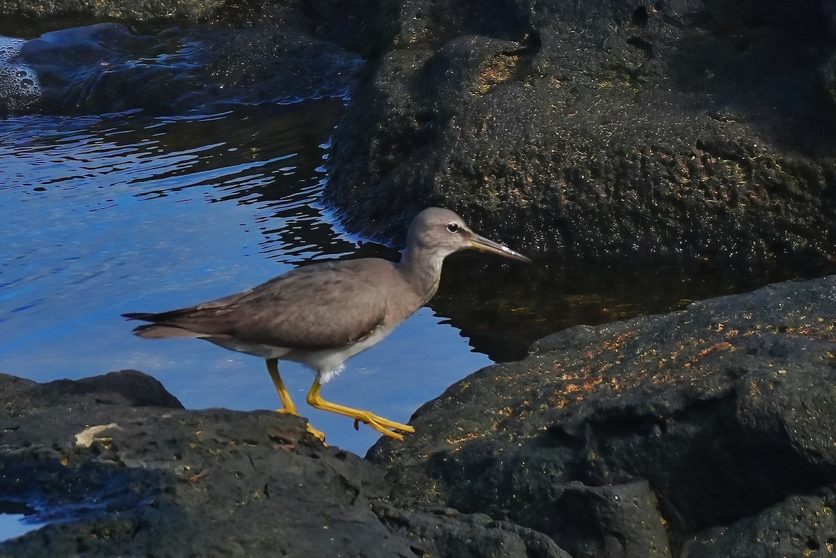 メリケンキアシシギ - ML647290713