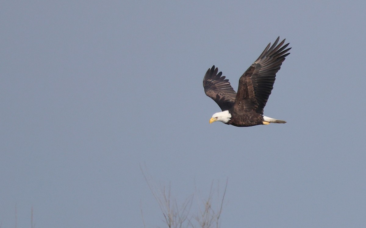 ハクトウワシ - ML647290717