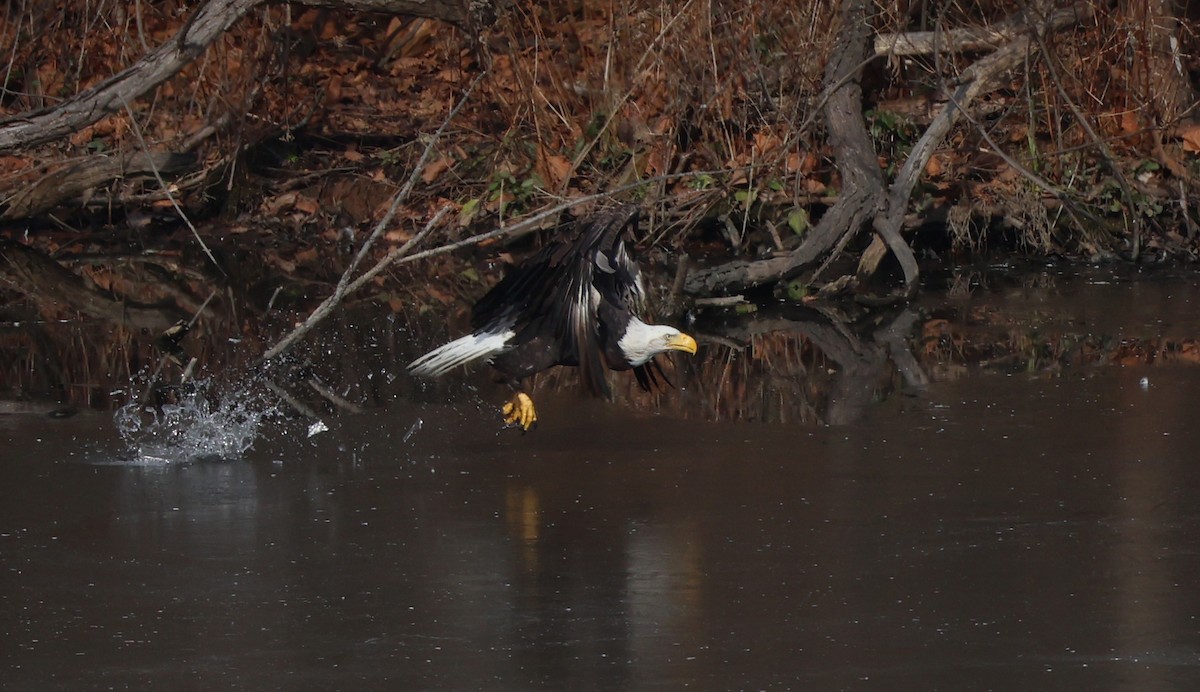 ハクトウワシ - ML647290718