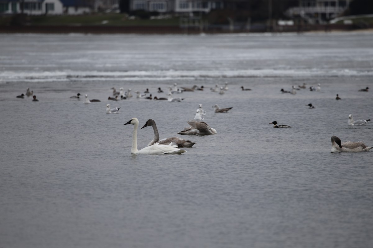 ナキハクチョウ - ML647290720