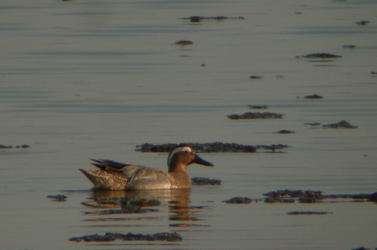 シマアジ - ML647290722