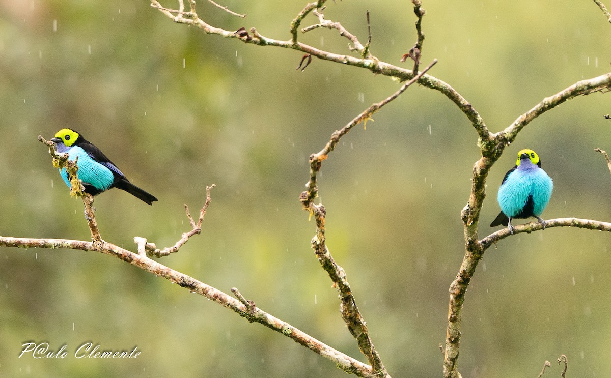 ナナイロフウキンチョウ - ML647290724