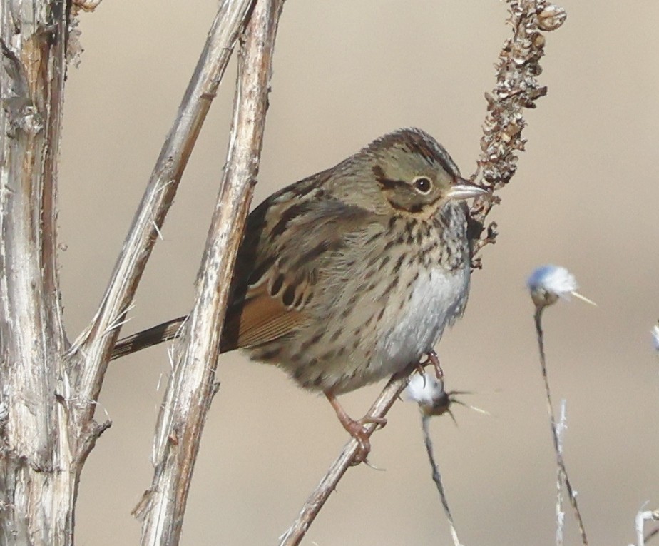 ヒメウタスズメ - ML647290746