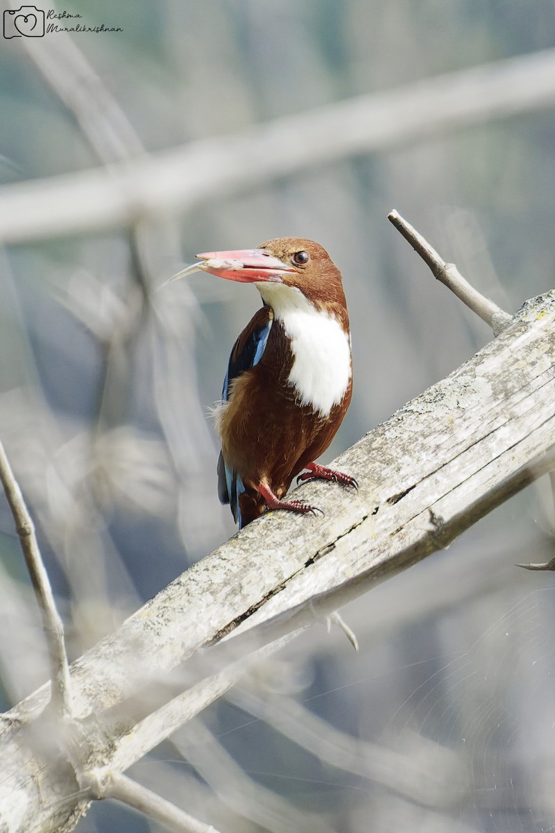 アオショウビン - ML647290747