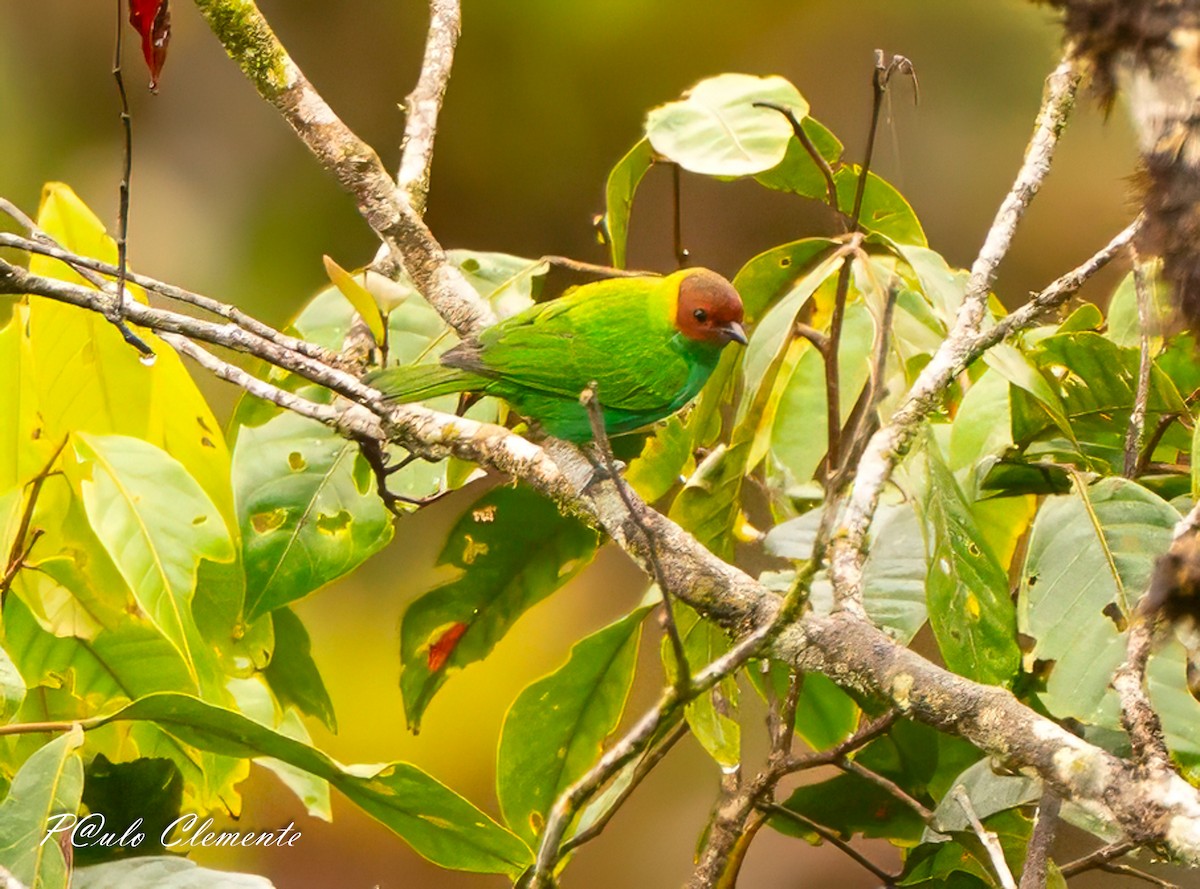 チャガシラフウキンチョウ - ML647290748