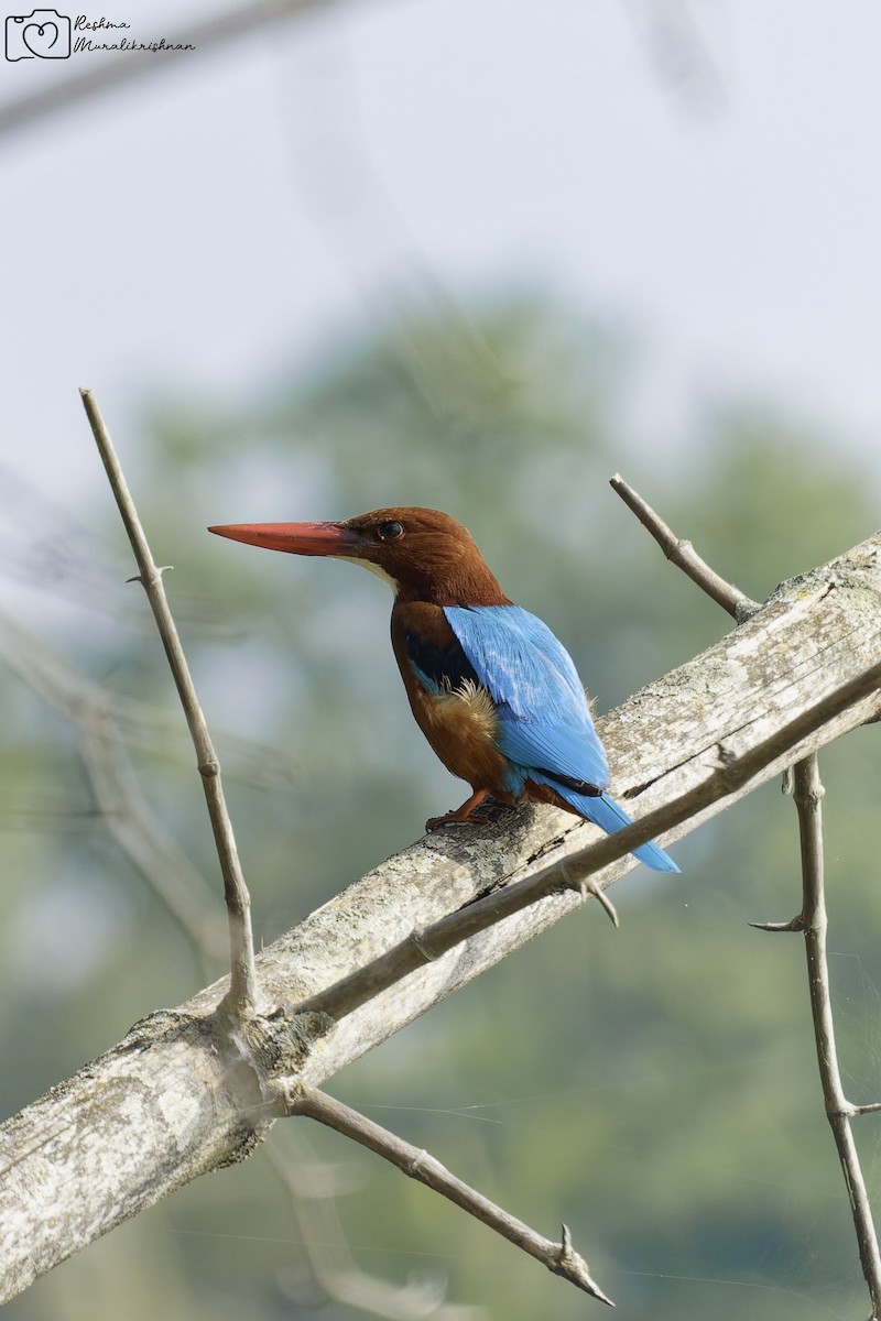アオショウビン - ML647290749