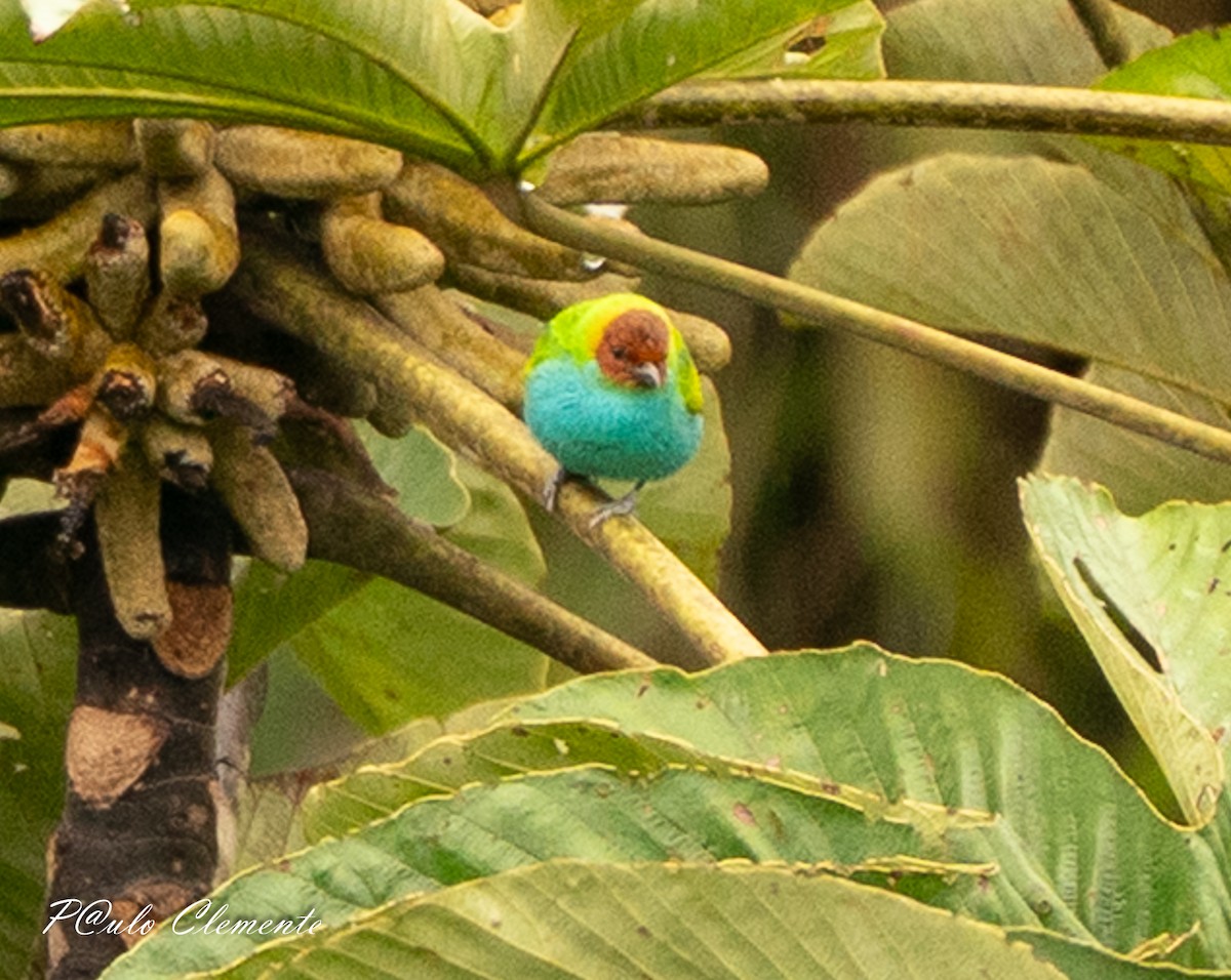 チャガシラフウキンチョウ（albertinae グループ） - ML647290754