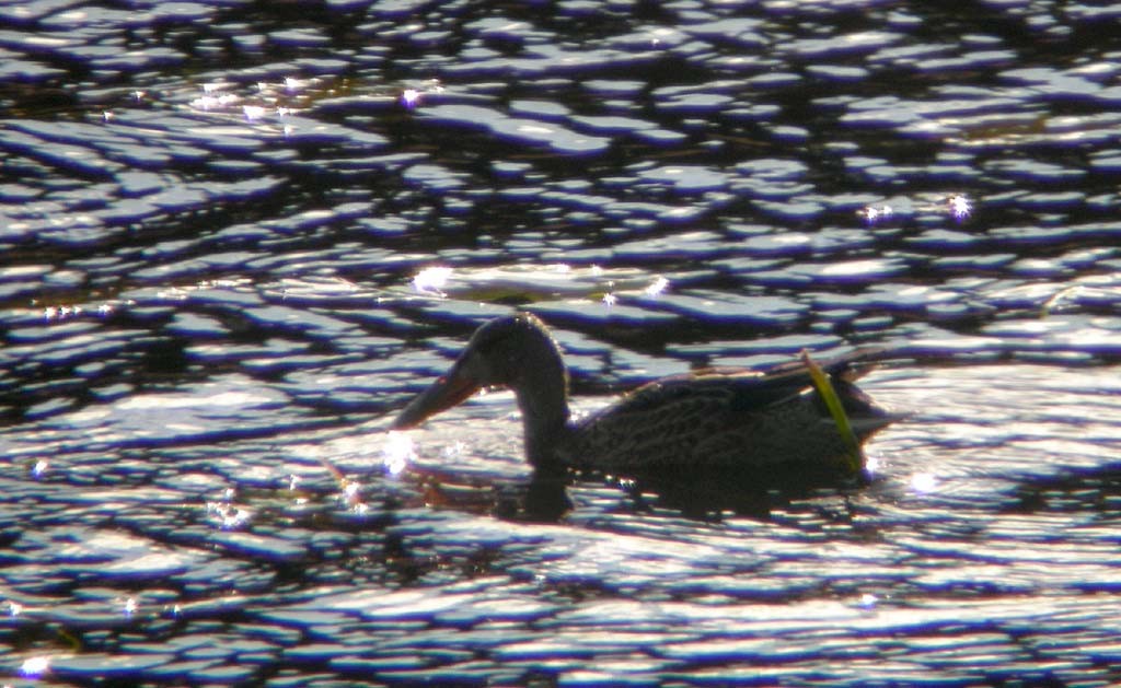 ハシビロガモ - ML647290756