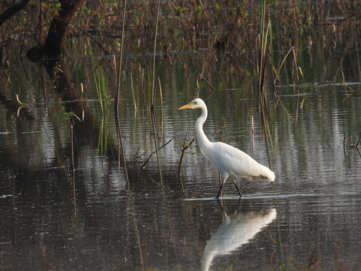 volavka prostřední - ML647290758