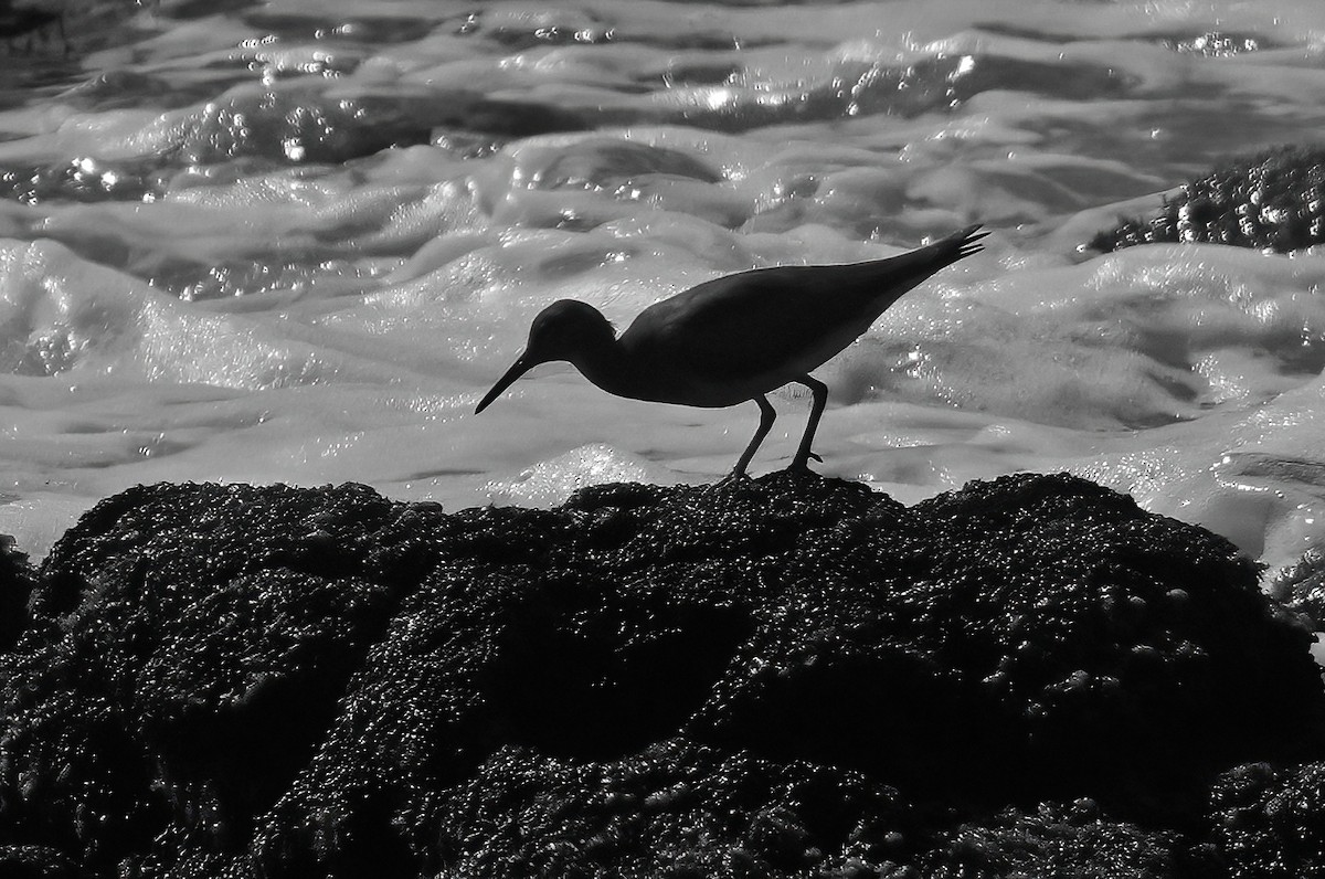 Chevalier errant - ML647290773