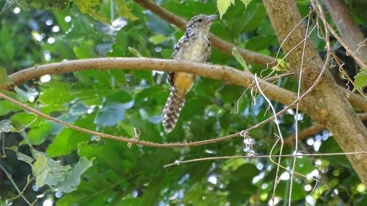 Spot-backed Antshrike - ML647290817