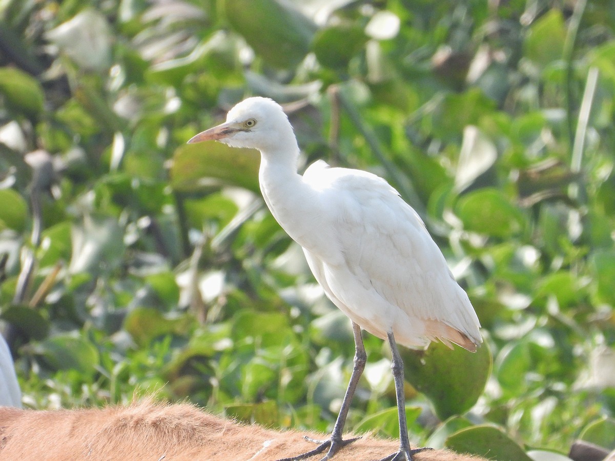 Eastern Cattle-Egret - ML647290828