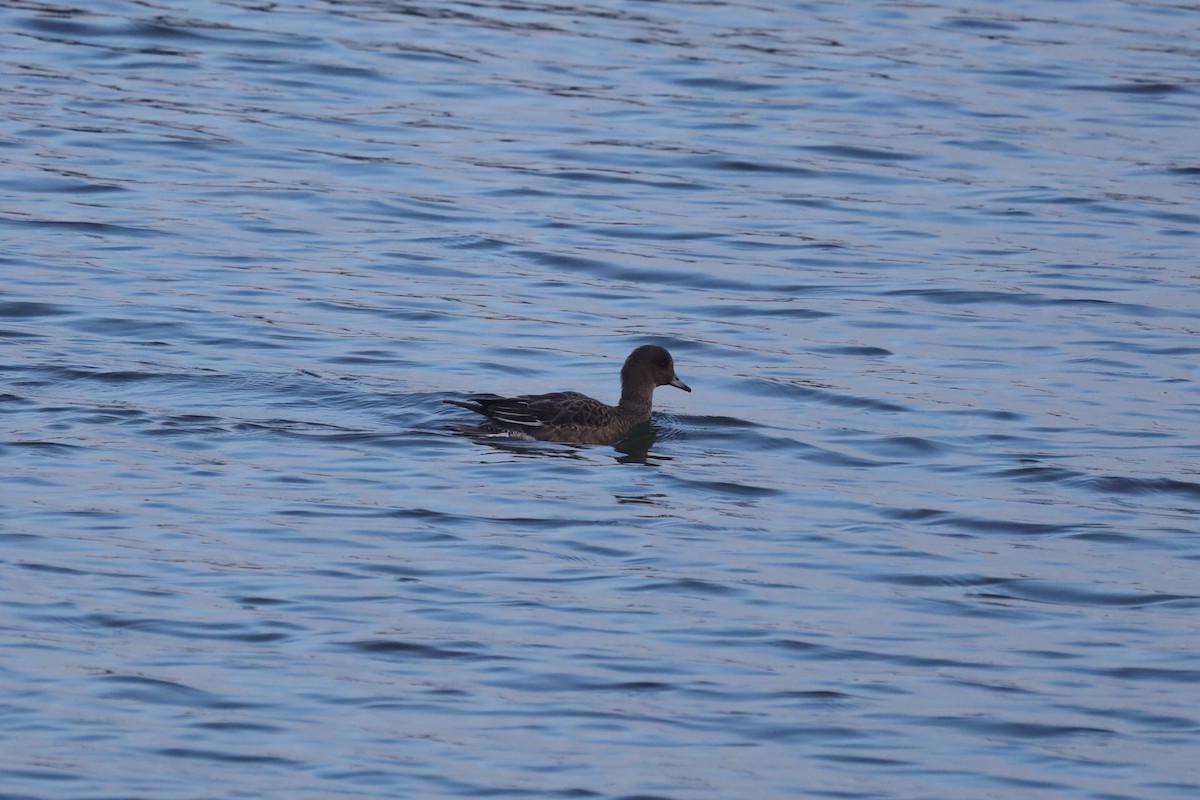 Eurasian Wigeon - ML647290830