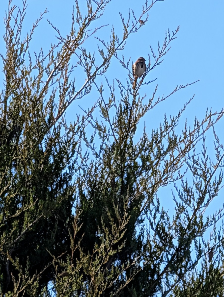 Song Sparrow - ML647290831