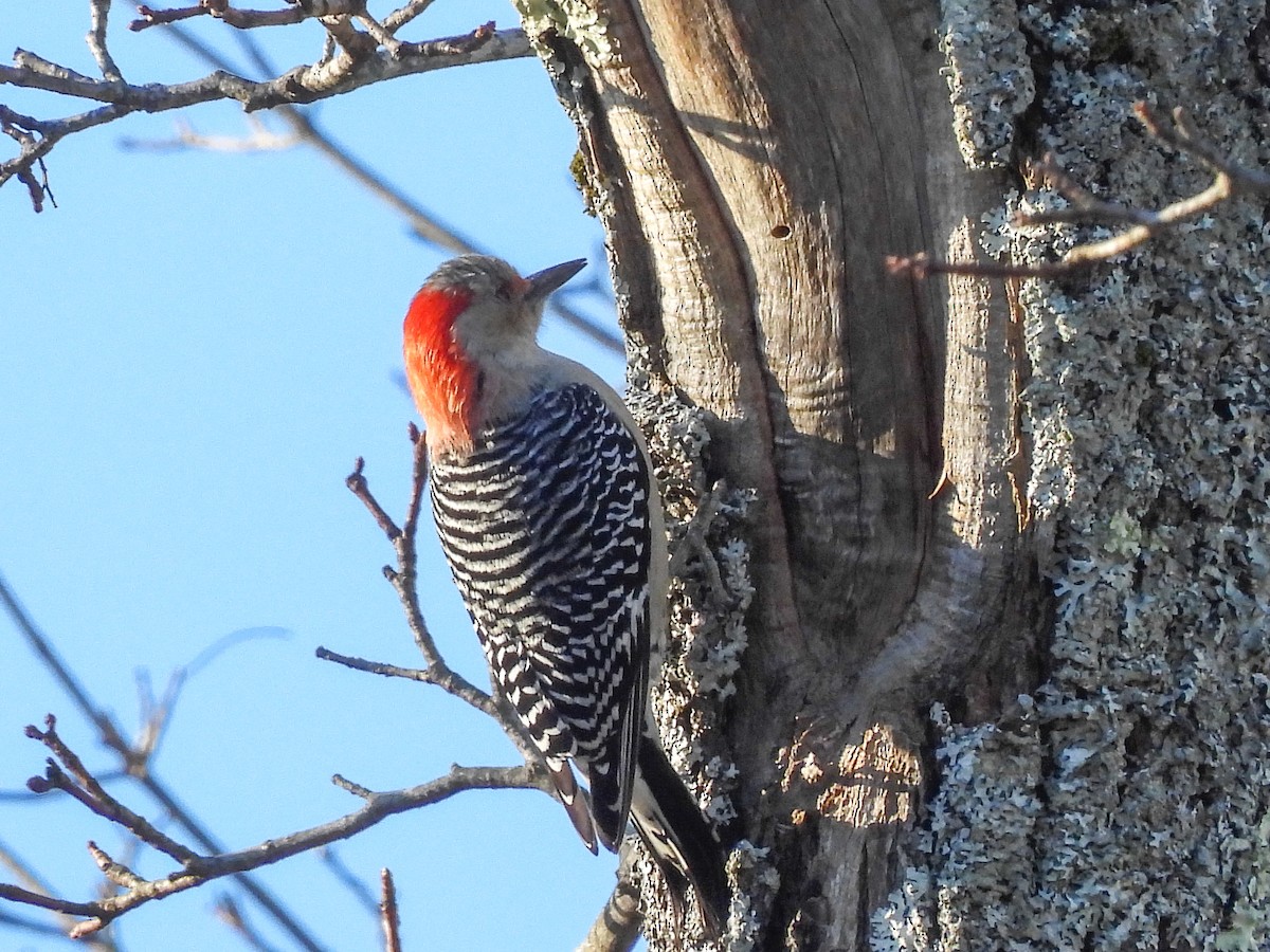 Red-bellied Woodpecker - ML647290832