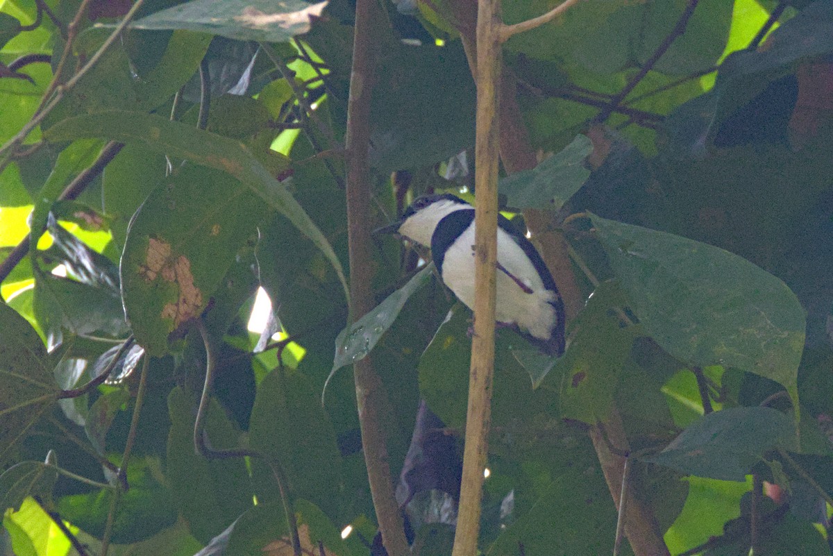 West African Wattle-eye - ML647290834