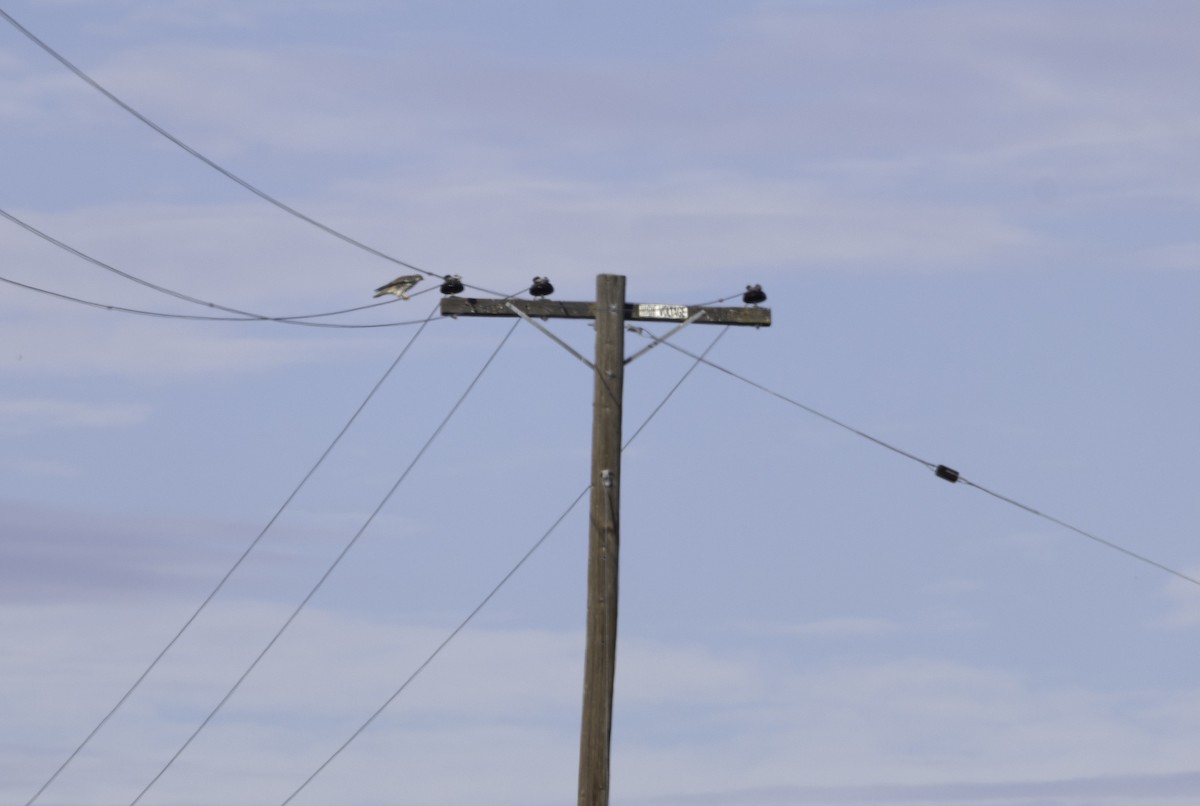 Prairie Falcon - ML647290835