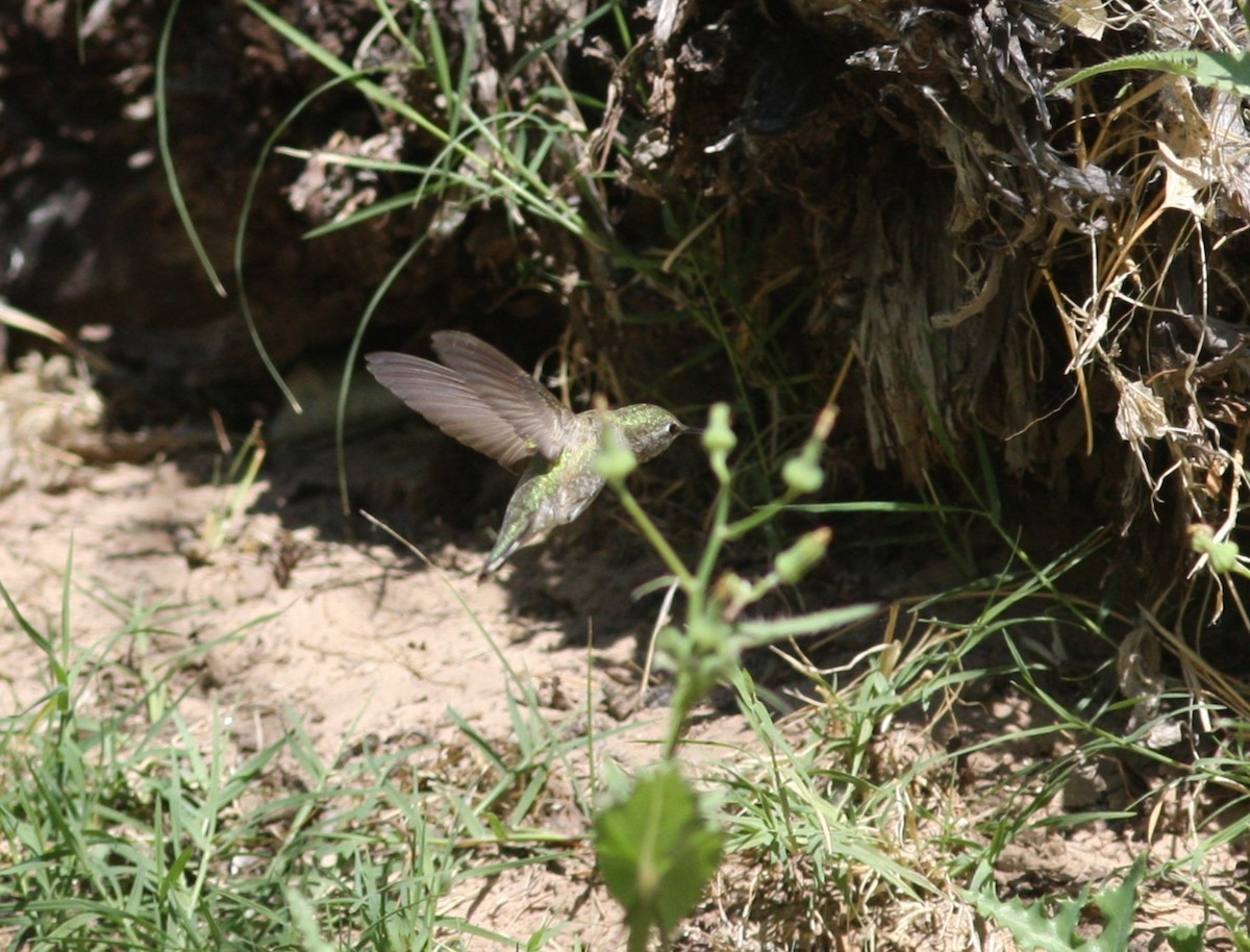 Anna's Hummingbird - ML647290838