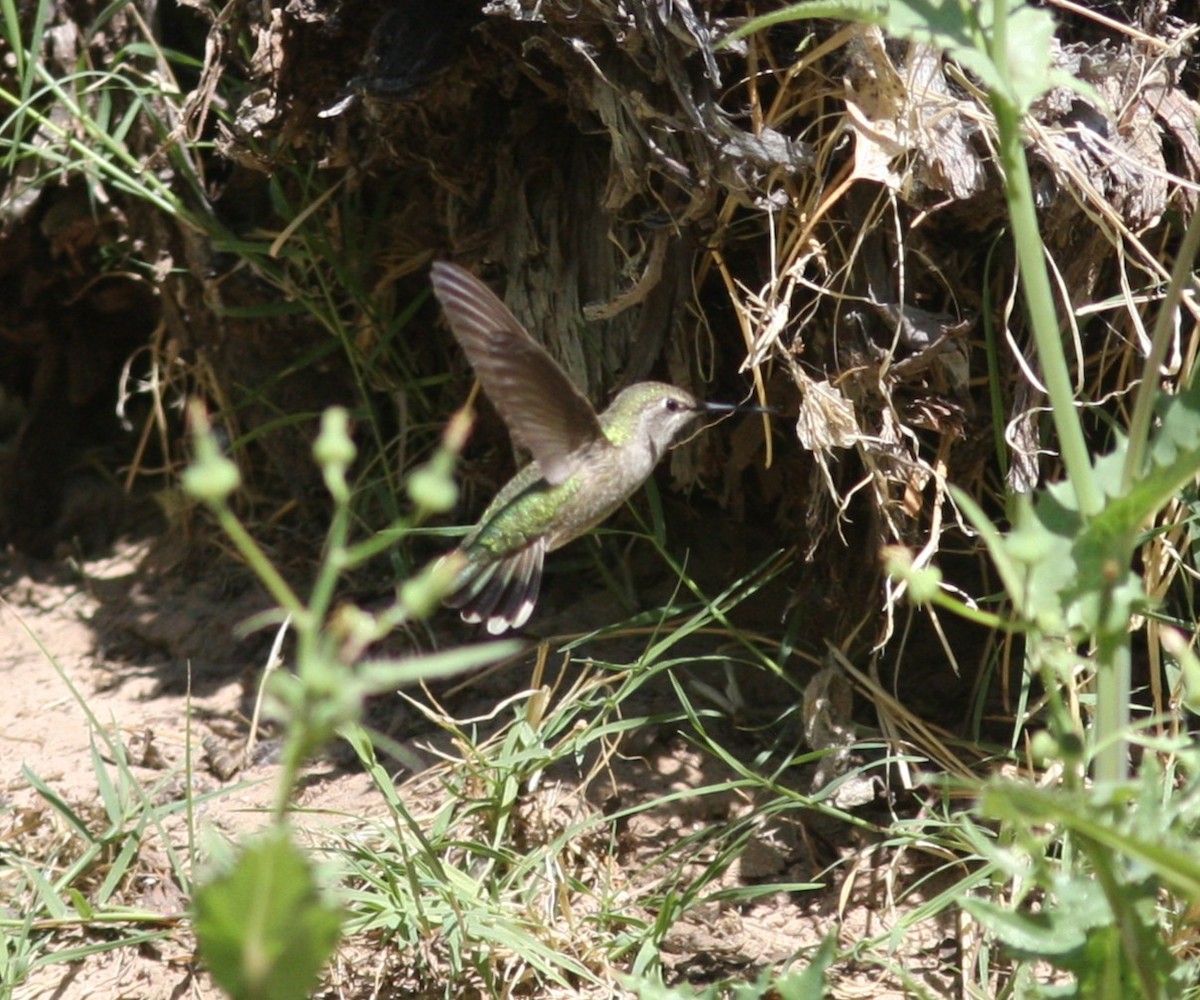 Anna's Hummingbird - ML647290839