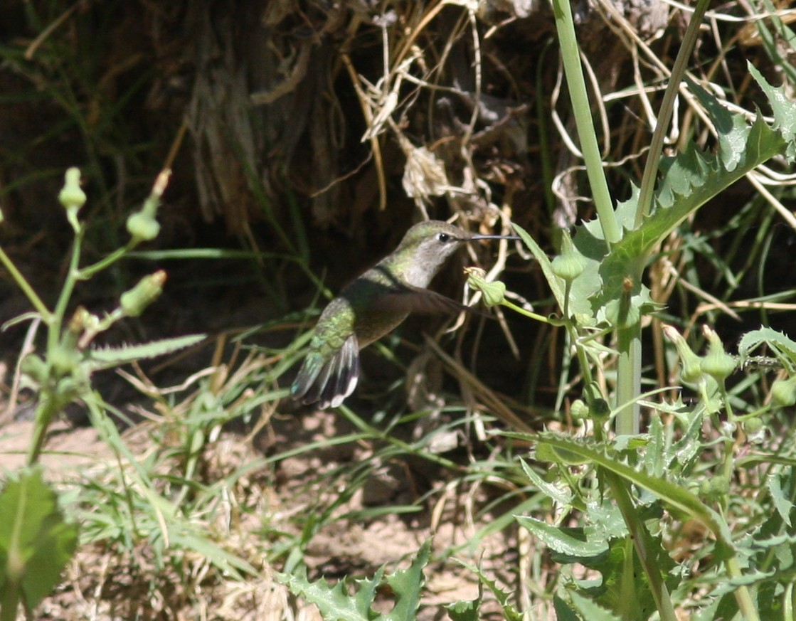 Anna's Hummingbird - ML647290840
