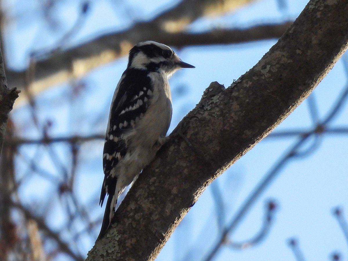 Downy Woodpecker - ML647290841