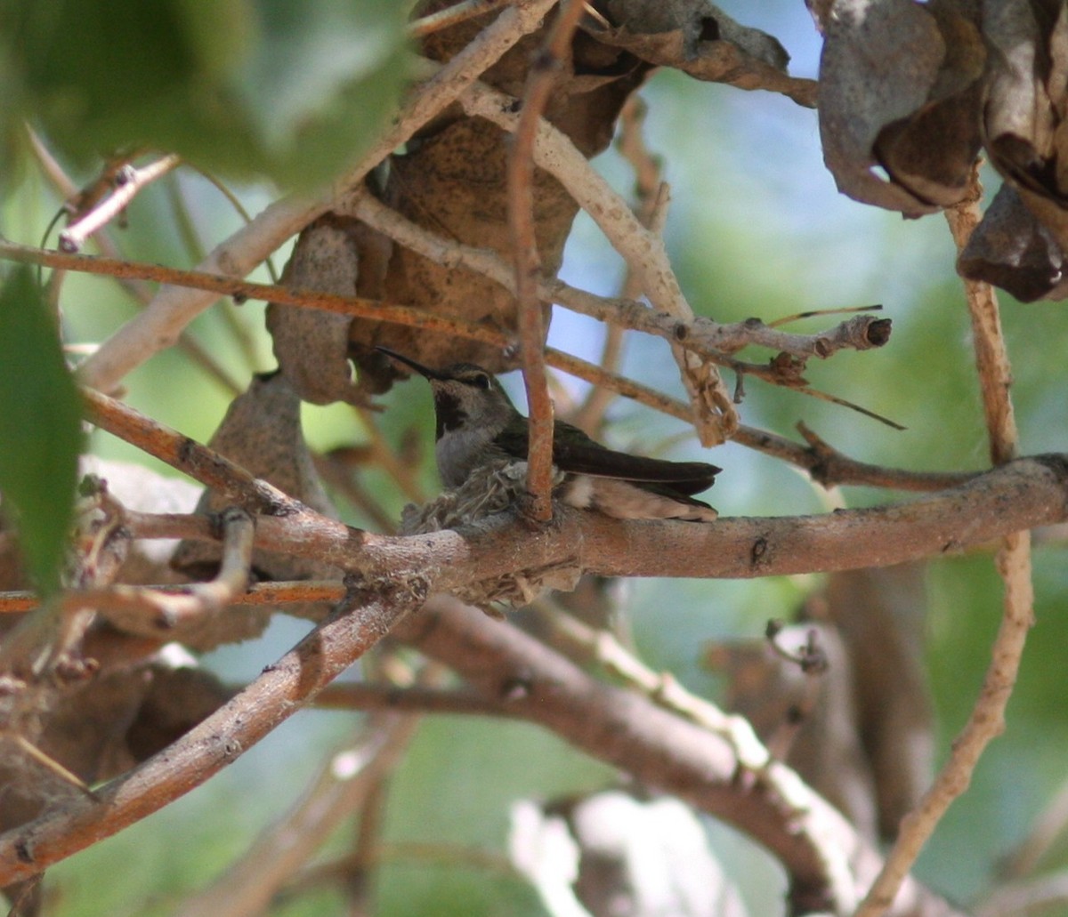 Anna's Hummingbird - ML647290842