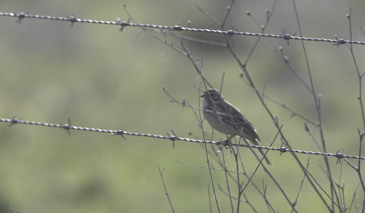 Vesper Sparrow - ML647290843