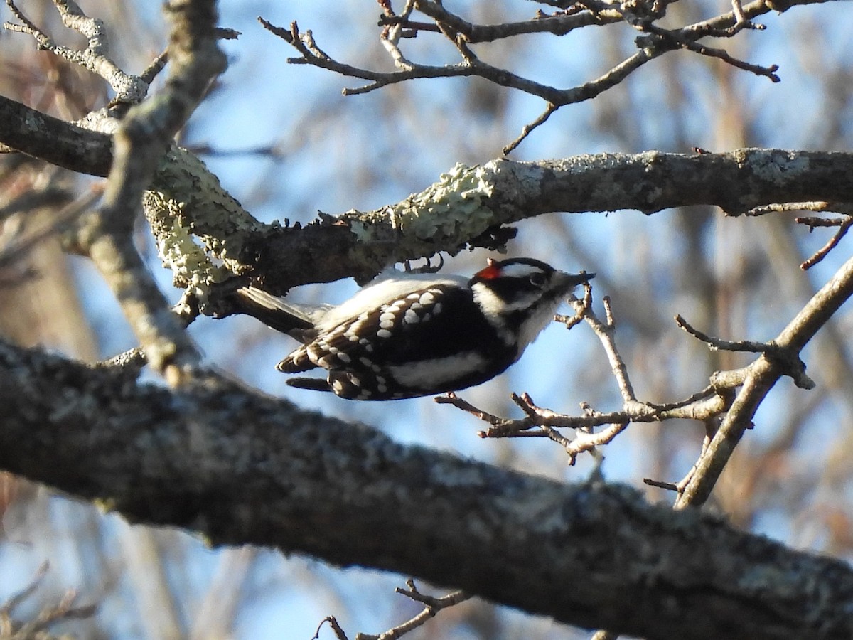 Downy Woodpecker - ML647290845