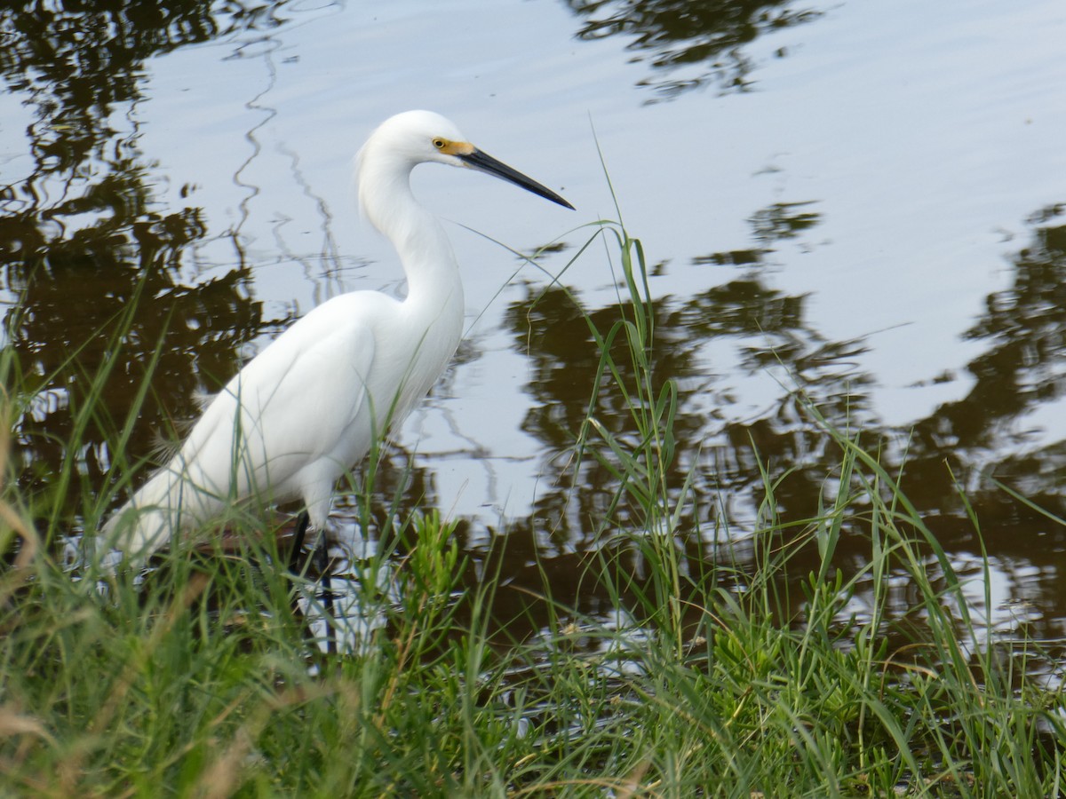 Snowy Egret - ML647290846