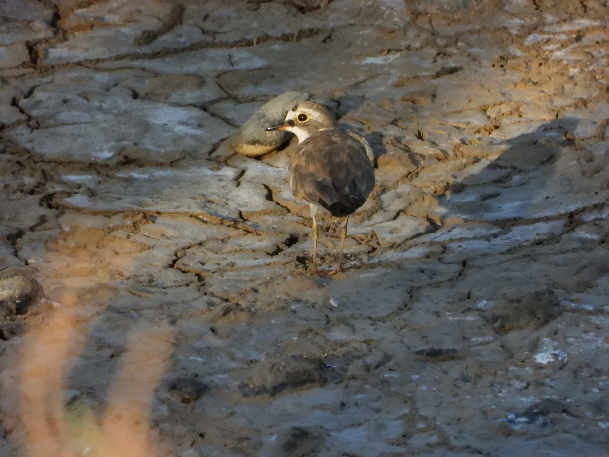 Little Ringed Plover - ML647290847