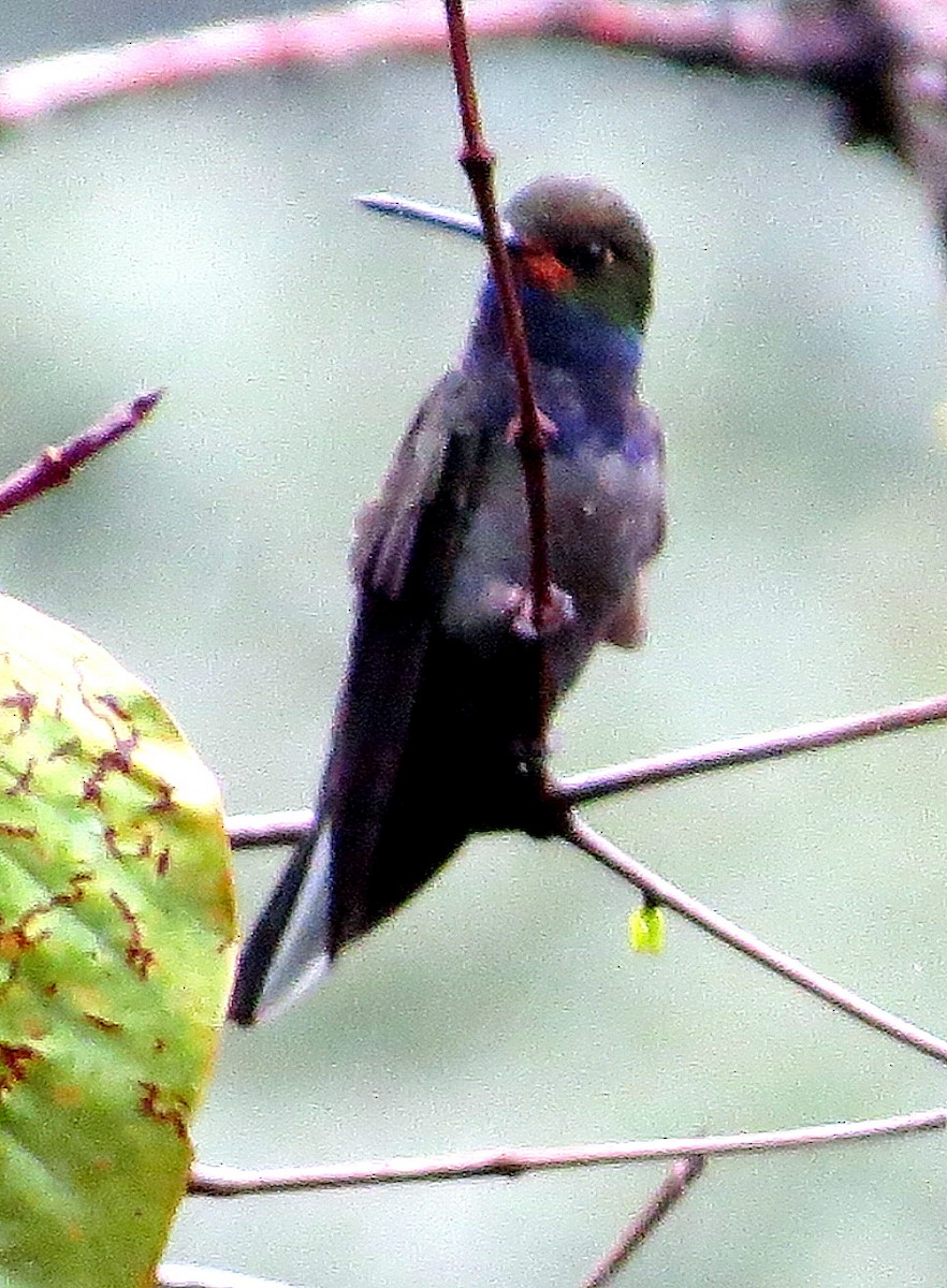 Rufous-gaped Hillstar - ML647290848