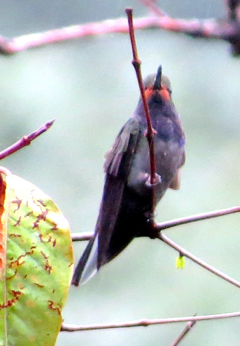 Rufous-gaped Hillstar - ML647290849