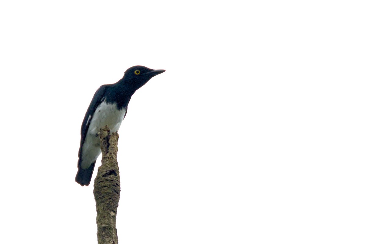 Black-and-white Shrike-flycatcher - ML647290850