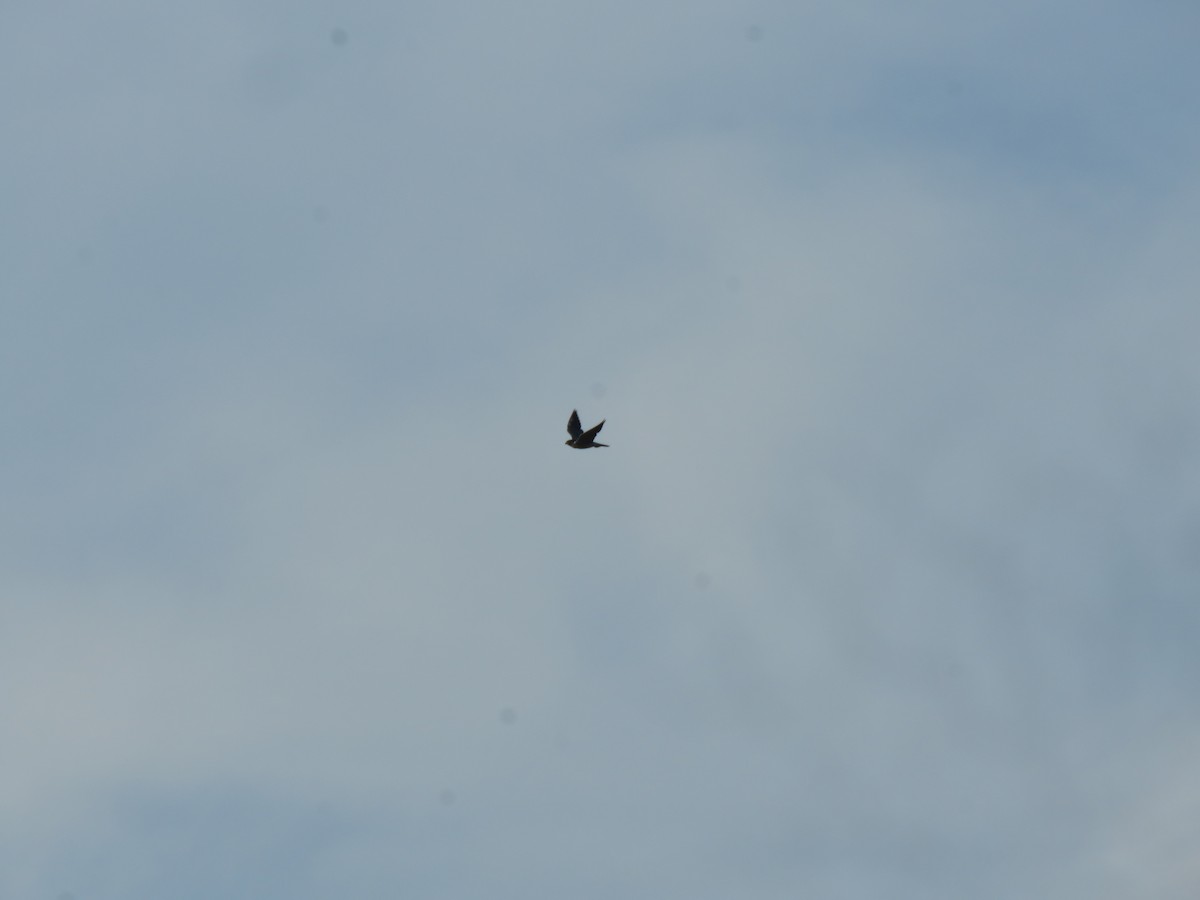 Peregrine Falcon - ML647290851